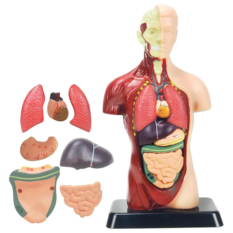 Модель Человеческого Тела Для Детей 11 Дюймов Многоцветная Анатомическая Модель Человеческого Торса Игрушки 8 Шт Съемная Анатомическая Кукла С Сердцем и Органами